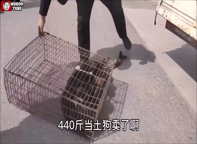 Video :A black market where dogs are sold for their flesh